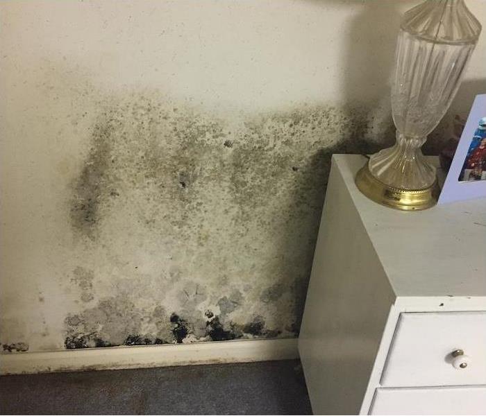 heavy mold growth on wall, baseboard and carpet. Nightstand and lamp in foreground