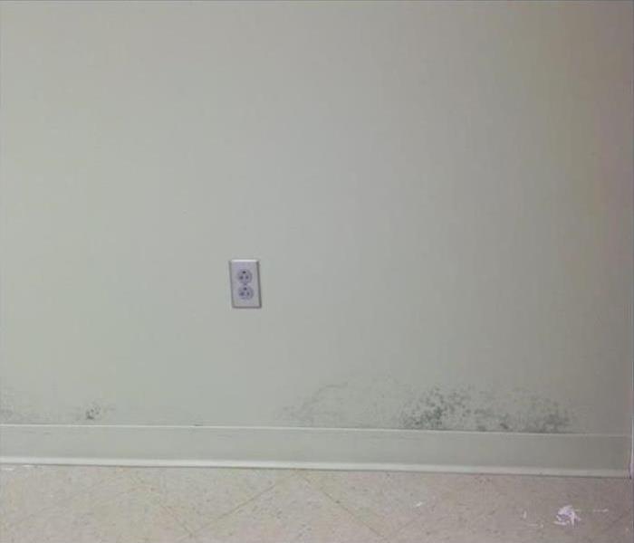 Mold damage on a white wall.